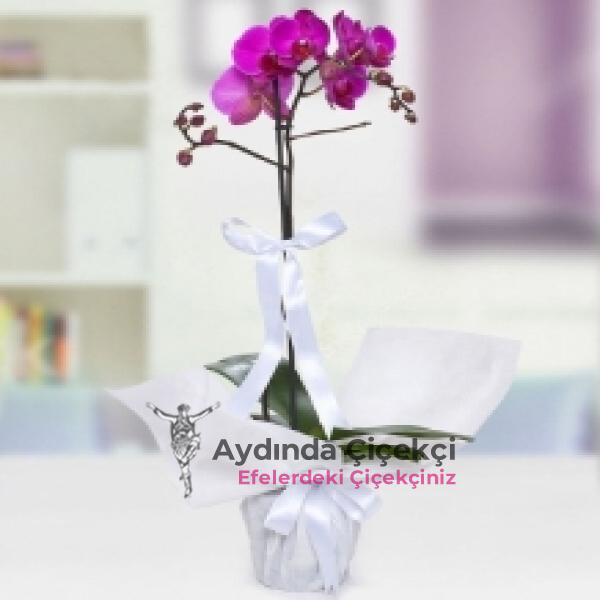  Aydın Çiçekçiler TEK DAL ORKIDE